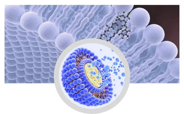 medicago sativa leaf extract