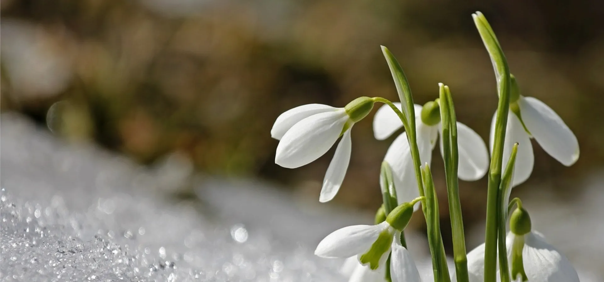 Plant-Based Extracts: Nature's Gift to You