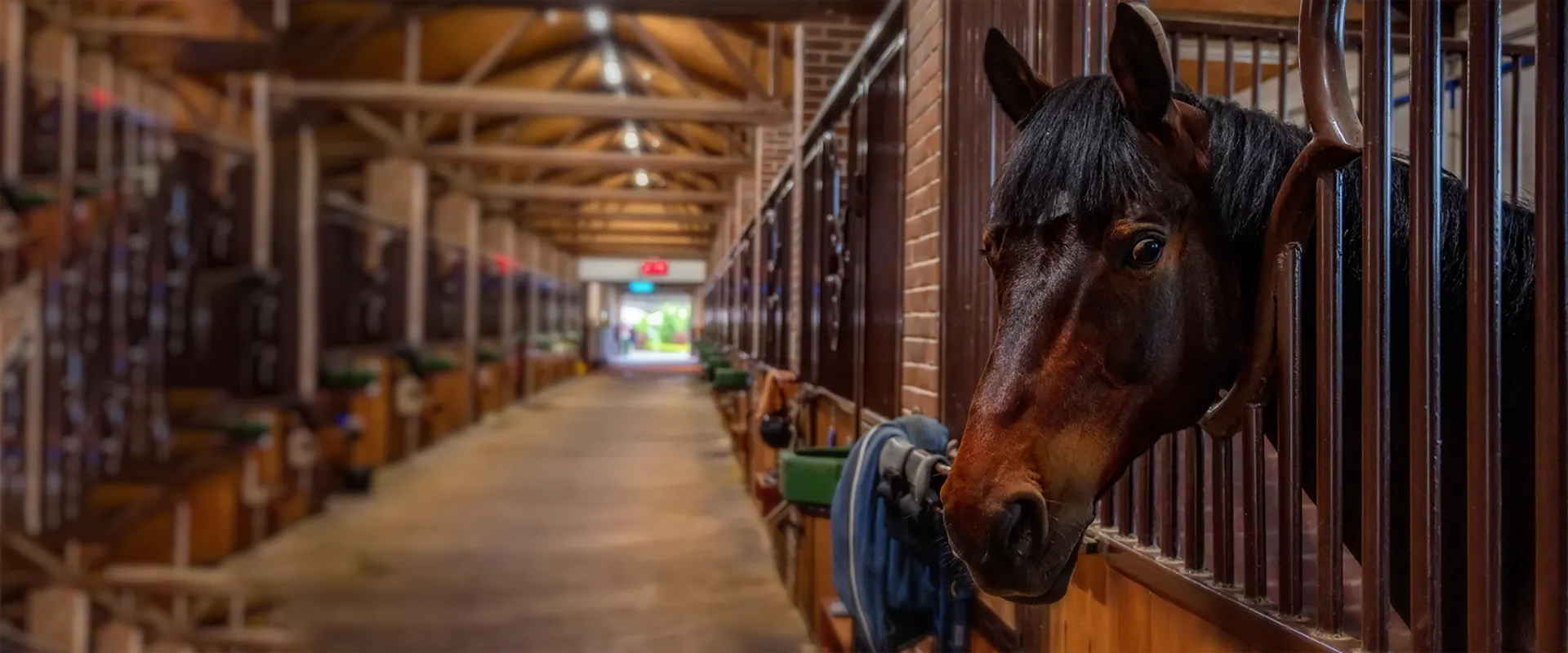 Star Stable Online where are the new horses in star stable Performance Engineering