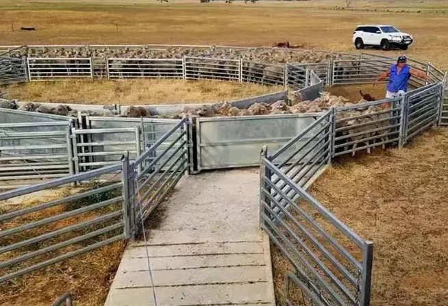 Cattle Fence Factory for Quality Production