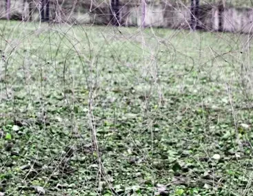 Wire Barrier Inconspicuousnet