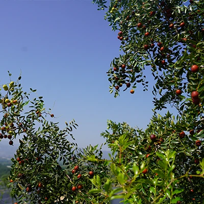 The Incredible Benefits of Jujube Powder