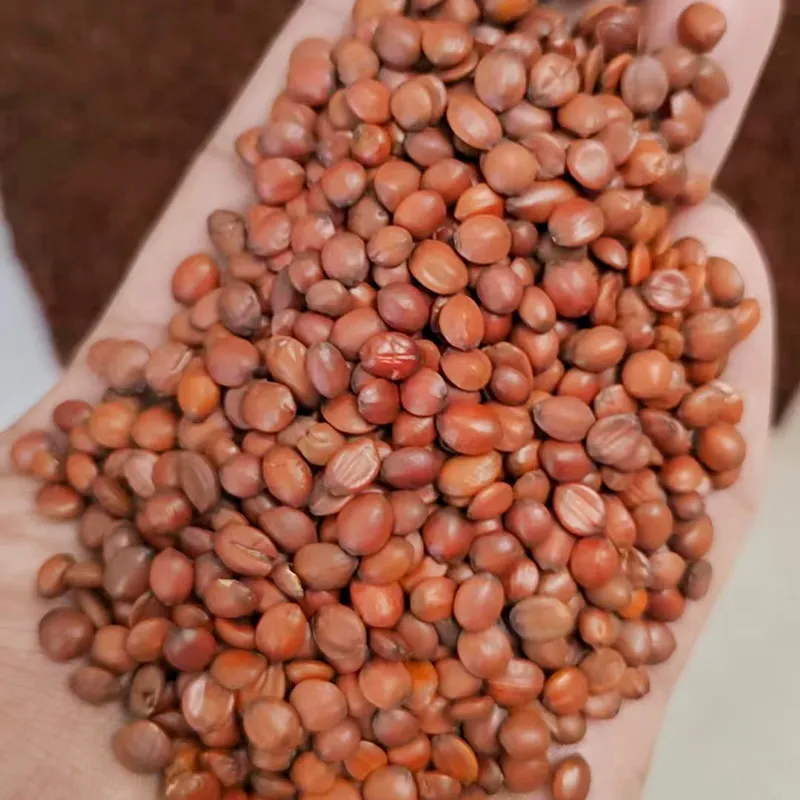 Come to the World of Jujube Tea Come to the World of Jujube Tea