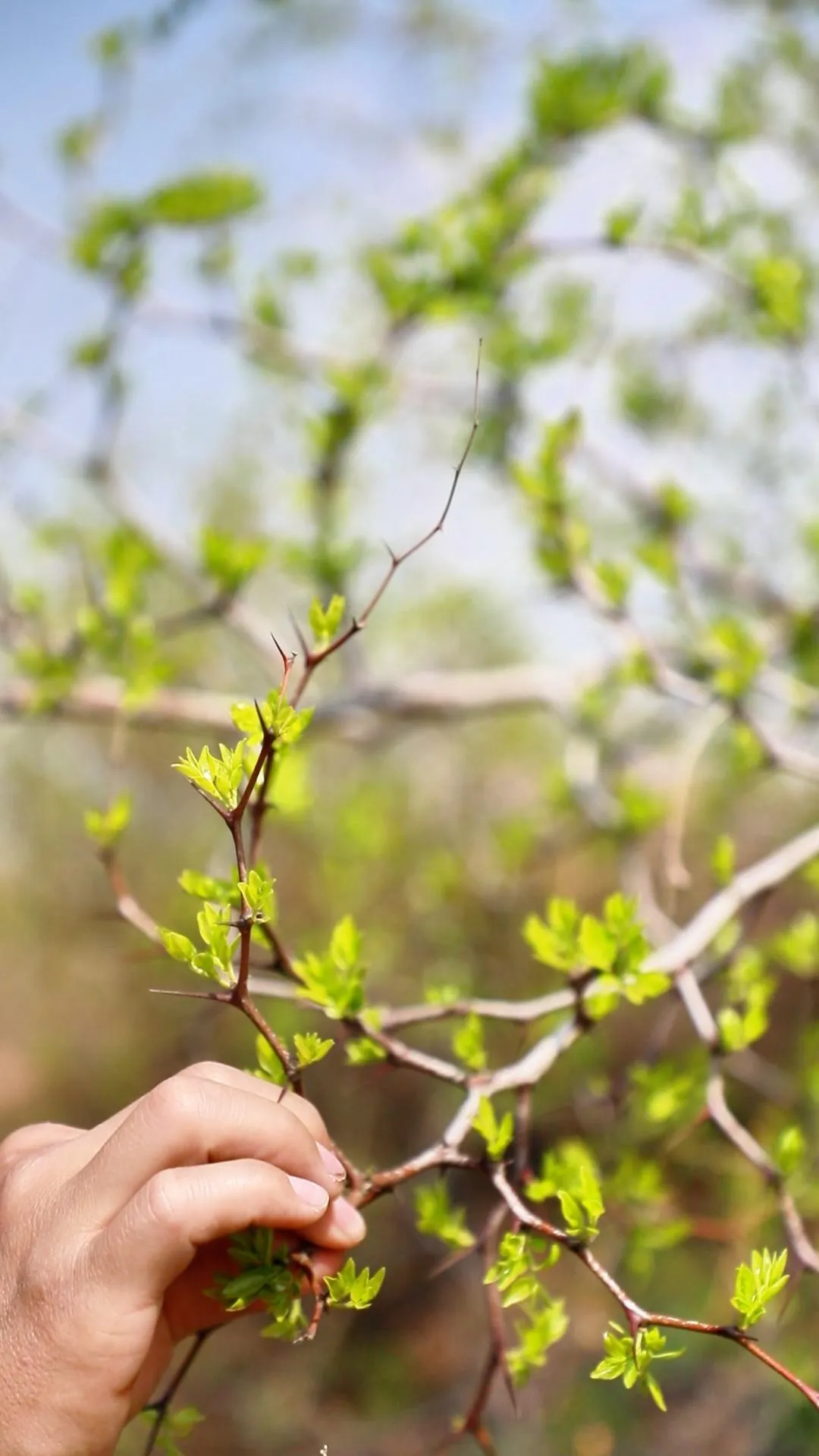 The Incredible Benefits of Jujube Powder