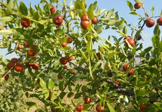 The Wonders of Jujube Seed Tea