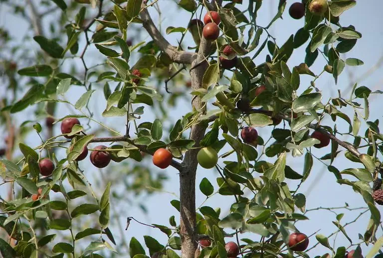 The Wonders of Jujube Seed Tea