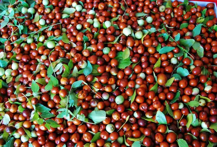 The Wonders of Jujube Tea