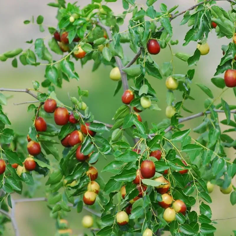 The Wonders of Jujube Tea