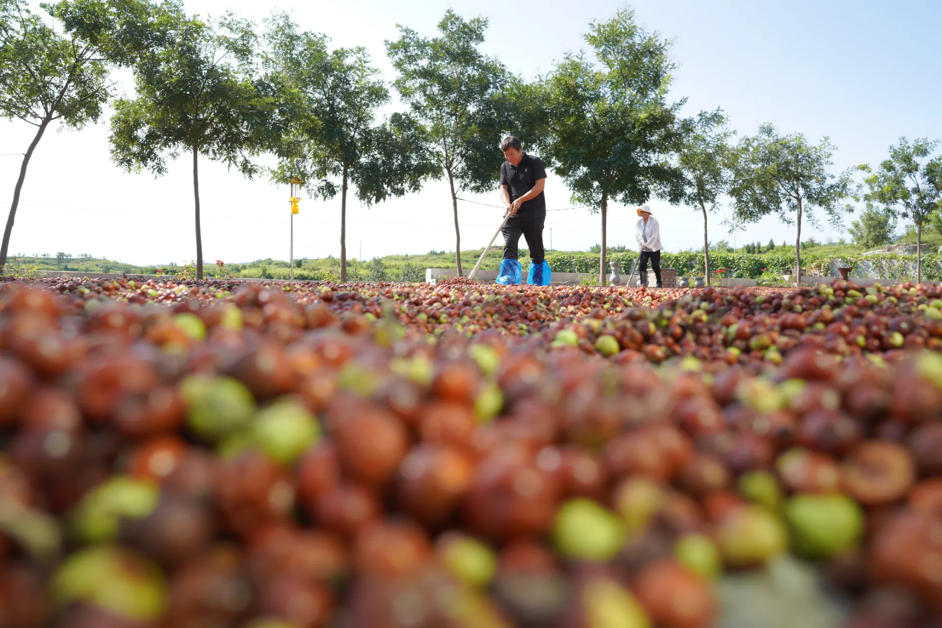 Unlock the Benefits of Jujube Extract