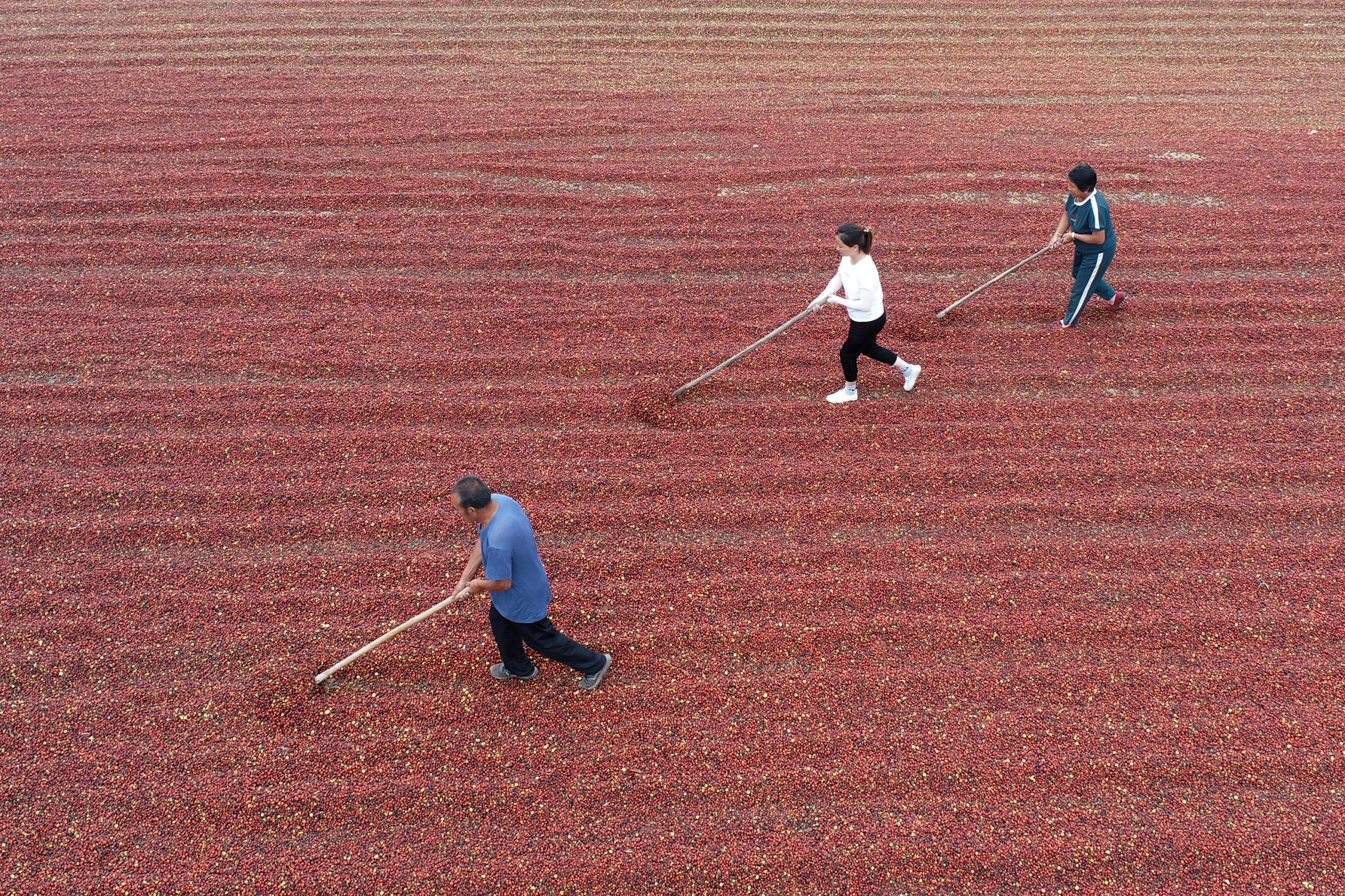 Ziziphus Jujuba Mill: Nature's Relaxation Secret