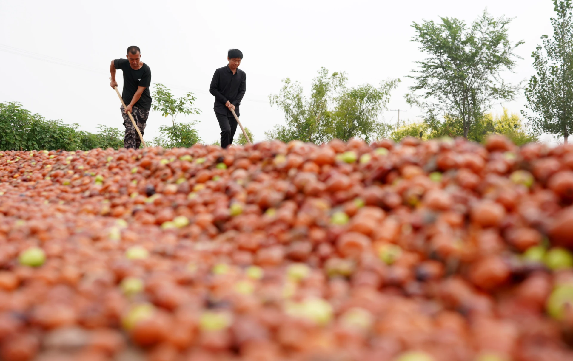 Unveiling the World of Chinese Jujube Herbal Medicine