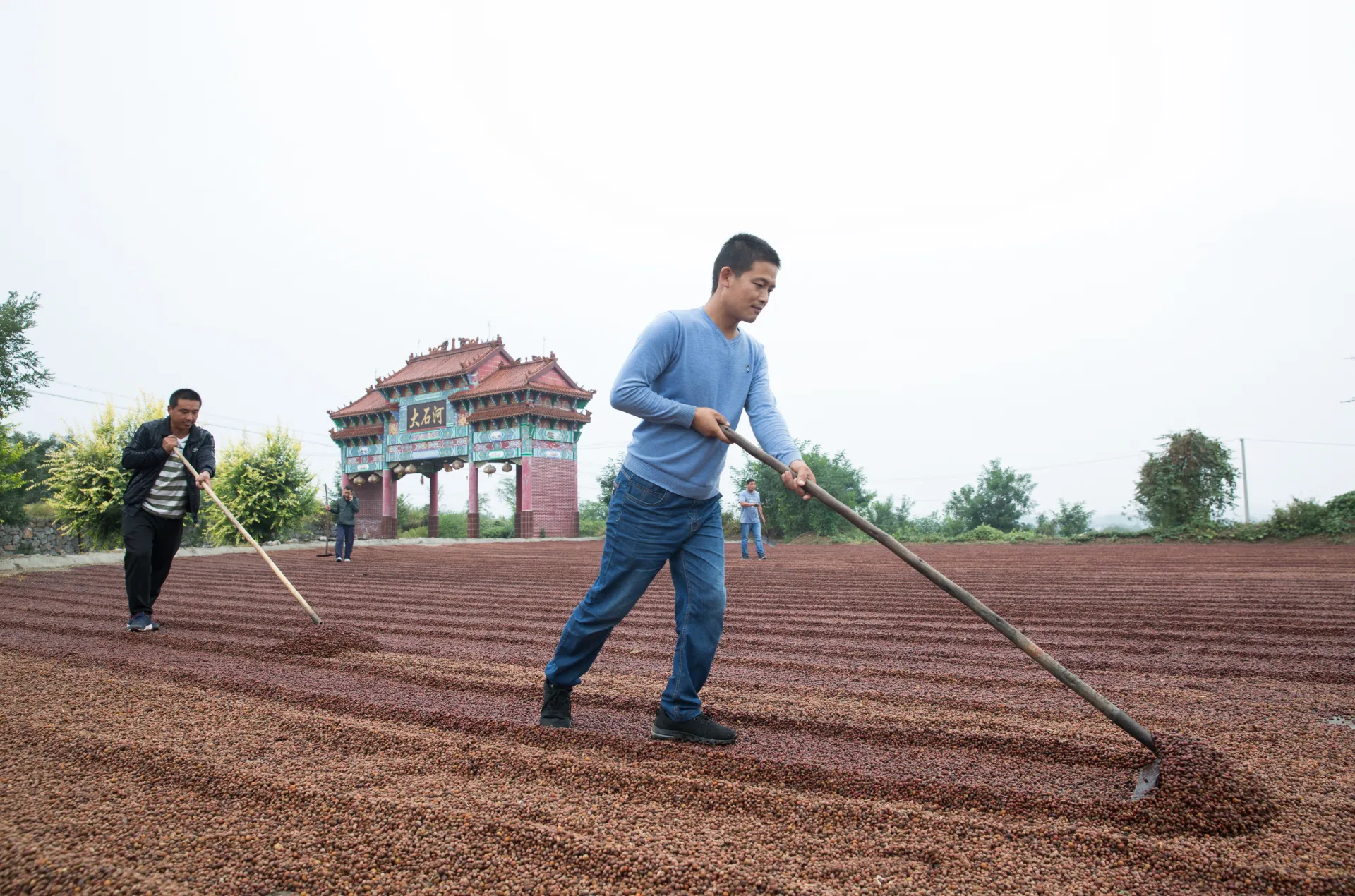 Unveiling the World of Chinese Jujube Herbal Medicine Unveiling the World of Chinese Jujube Herbal Medicine