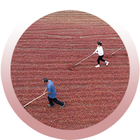 Large And Full Grain