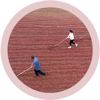 Large And Full Grain