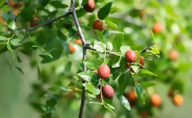 homemade foot soak and detox