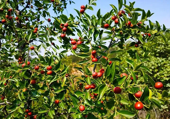 Read More About Foot Detox Bath At Home