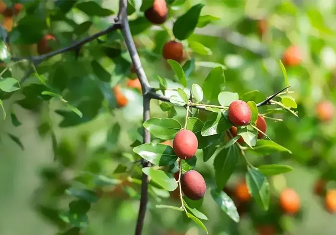 Read More About Herbal Nail Fungus Soak