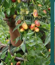 does foot detox soak really work