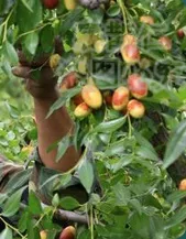 do detox foot soaks really work