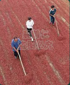 antifungal herbal foot soak