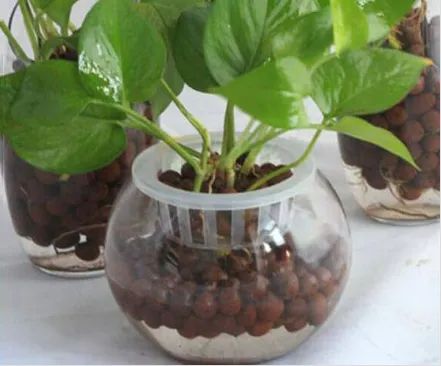 Hydroponic Clay Pebbles： An ideal matrix that balances stability and breathability