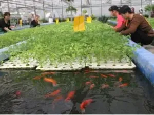 Aquaponics LECA