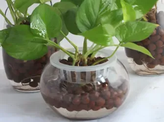 Hydroponics Clay Pellet