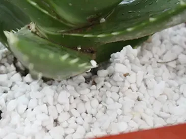 Horticulture Perlite