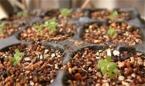 Agriculture Vermiculite