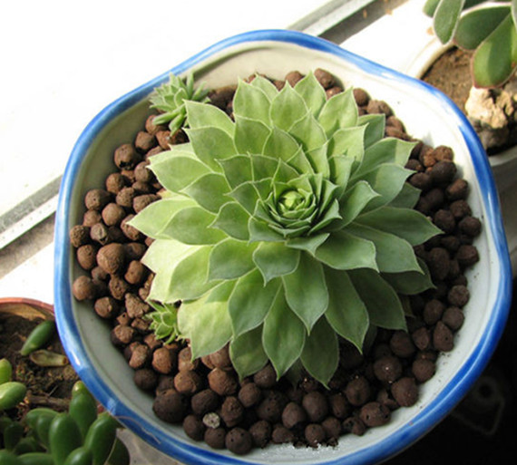 Wholesale LECA Clay Balls for Plant Growing | Hydroponics & Drainage