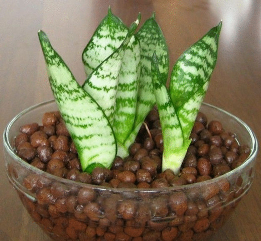 LECA Clay Pebbles growing media vegetables