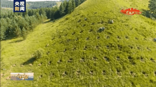 Hebei legislation for saihanba million acres of forest to build a firewall