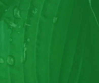 gluten free soy free snacks