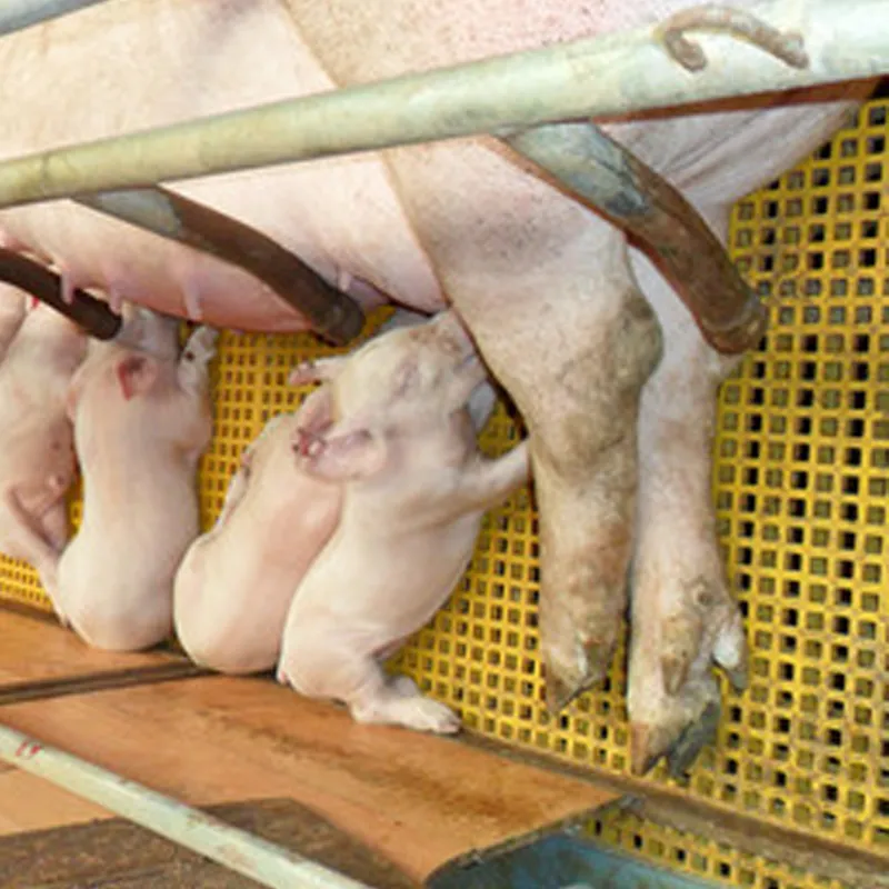 FRP Grating-Hebei Longxuan Environmental Protection Equipment Co., Ltd.|Corrosion Resistance&amp;Lightweight