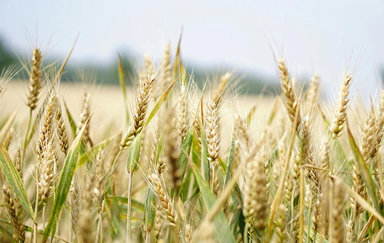 agriculture.webp