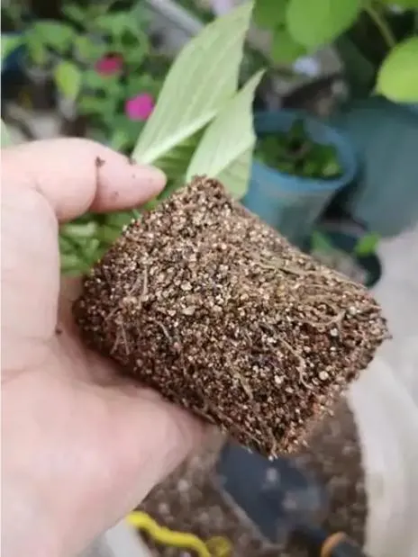 Enhance Your Garden with Premium Vermiculite for Plants