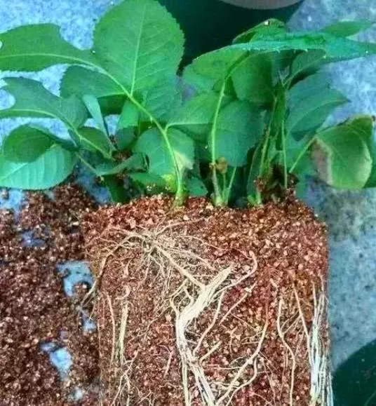 The Benefits and Uses of Vermiculite in Gardening