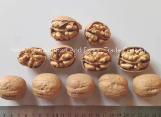 Seasonal availability of walnuts in shell for sale