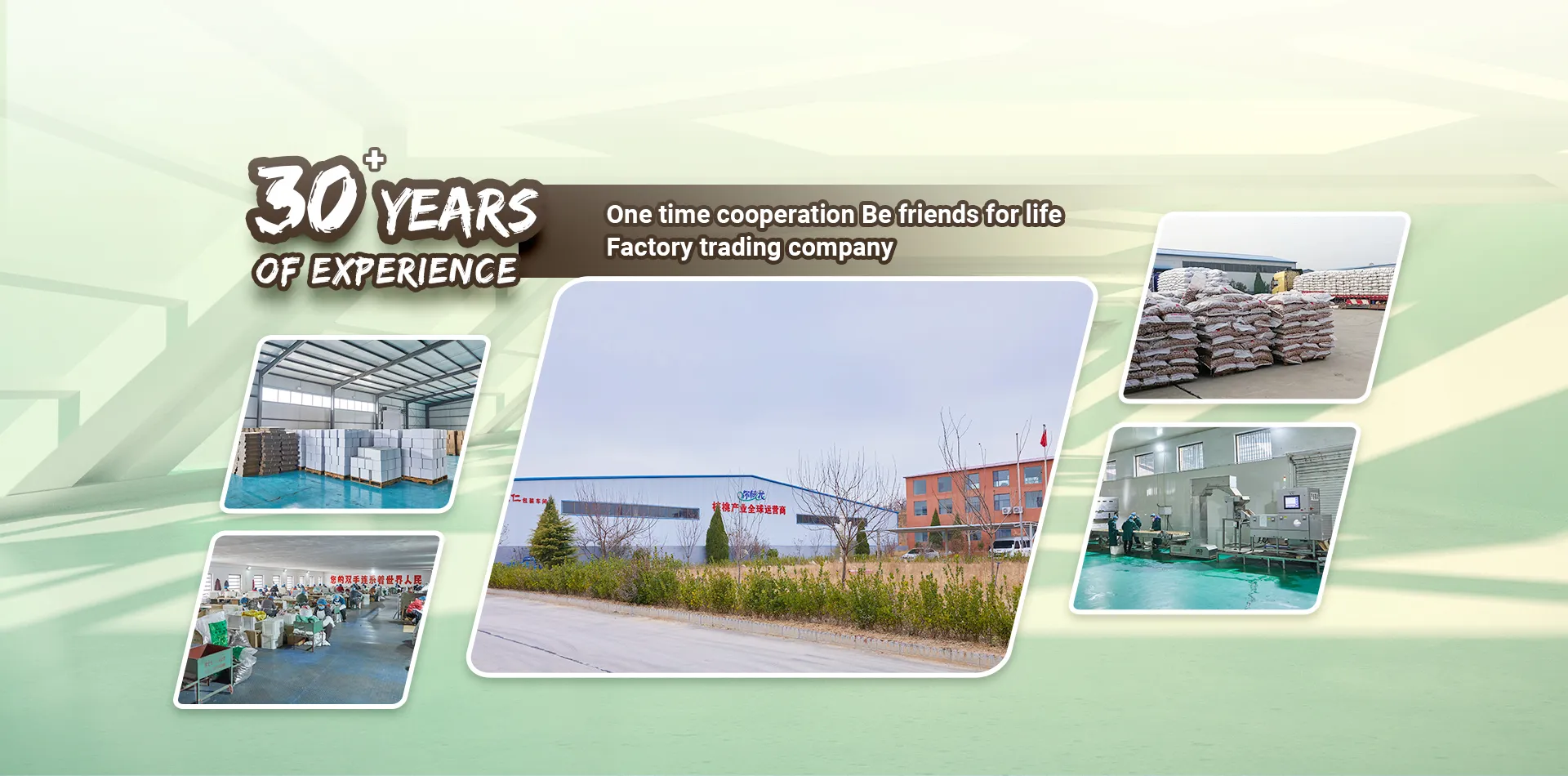 chinese small walnut