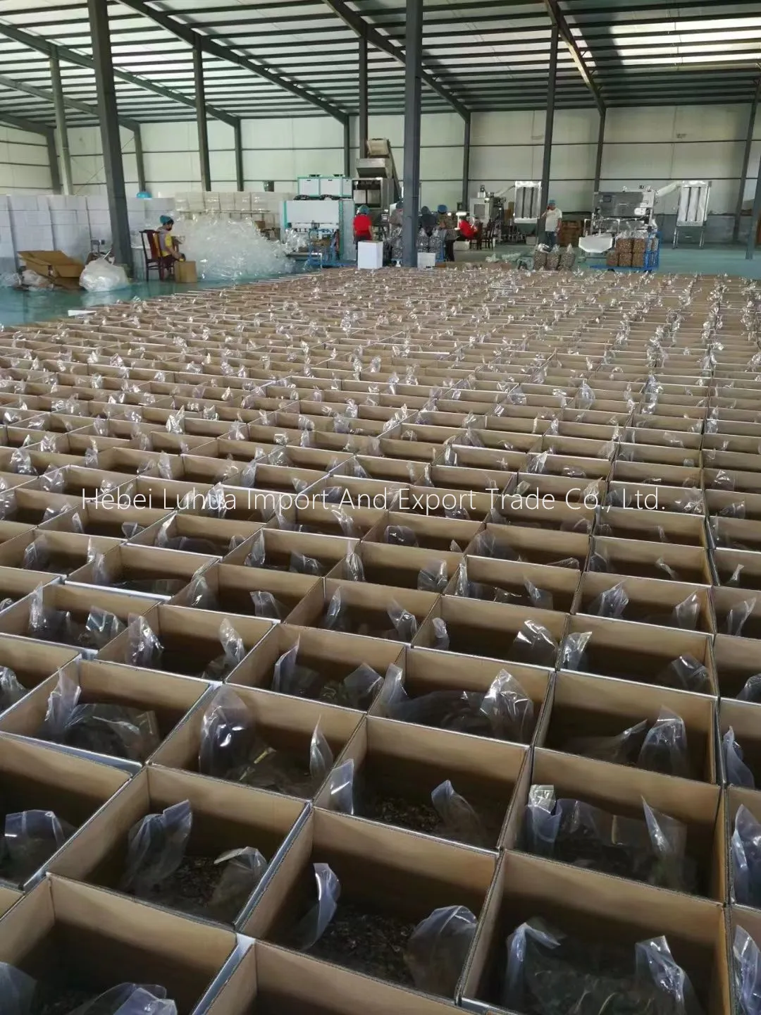 орах без љуске Walnut