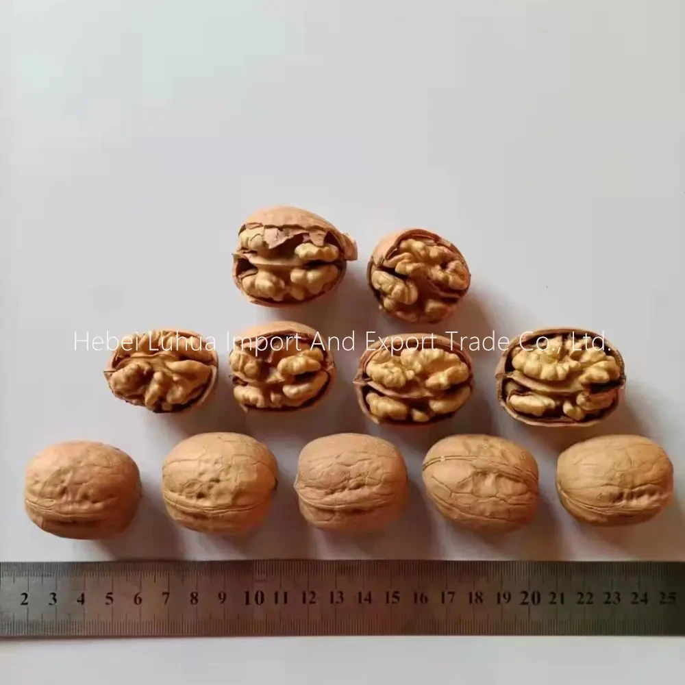 Xinjiang Thin-Skinned Walnuts Xin 2 Walnuts In Shell
