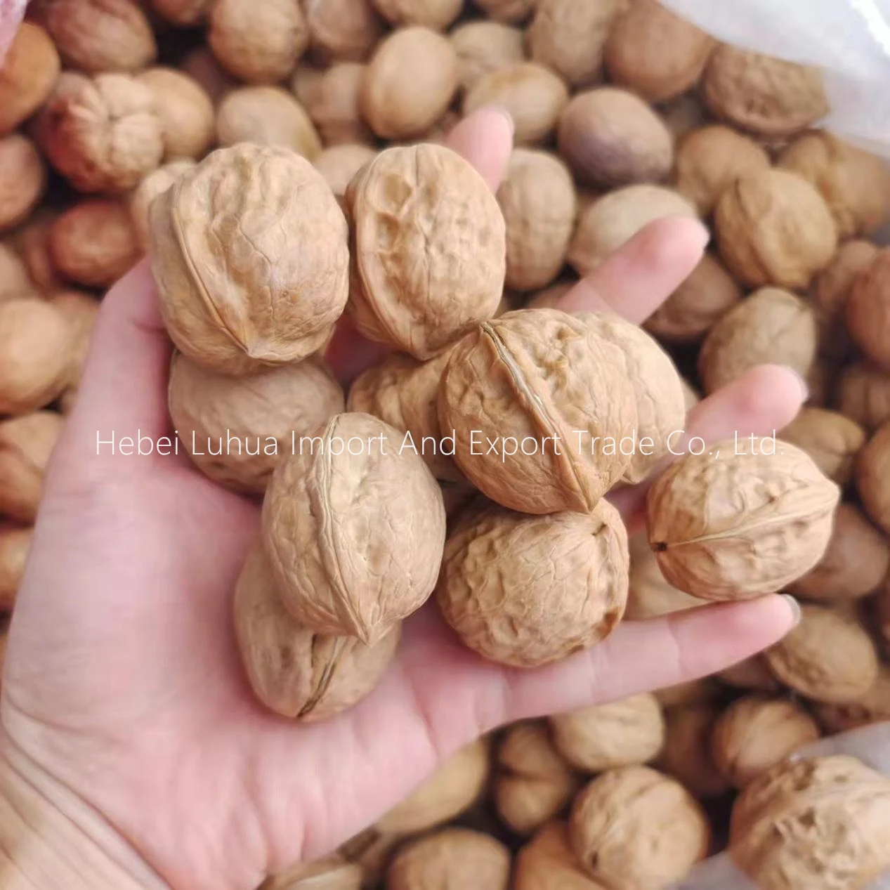 Xinjiang Walnut Xinfeng Type Walnuts In Shell