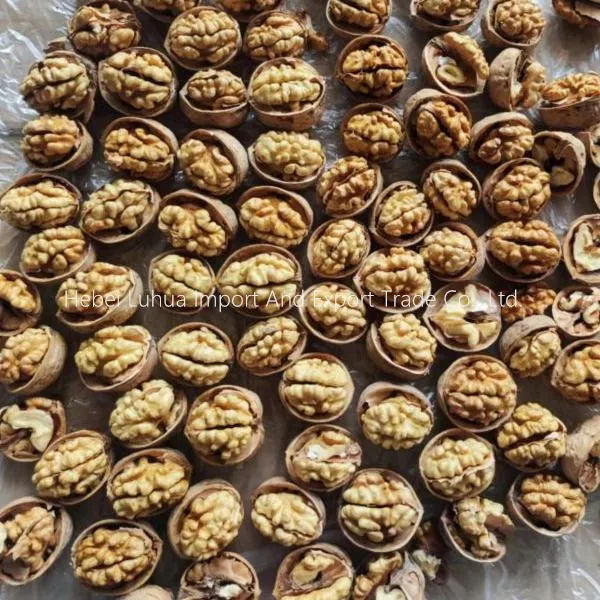 Buy Bulk Walnuts in Shell: Fresh, Premium & Wholesale for Sale