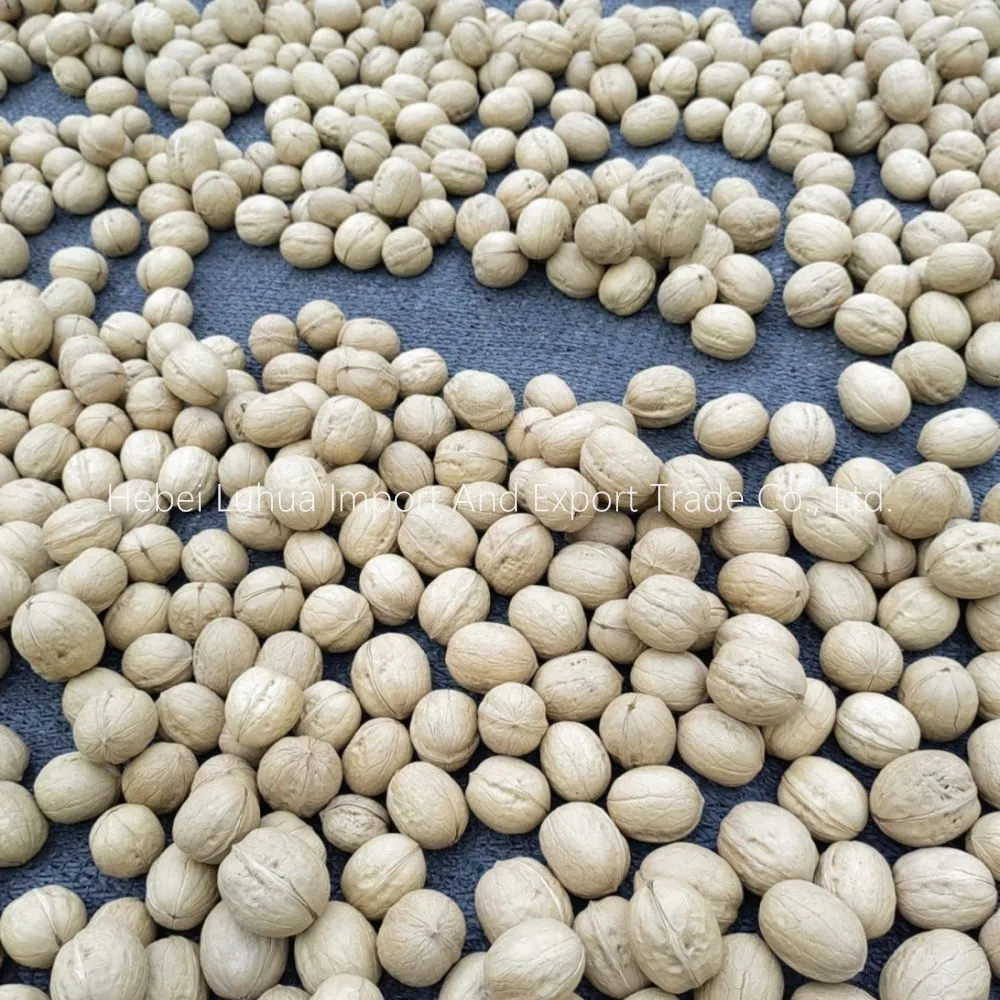 Premium Whole Walnuts For Sale - Fresh, Quality & Bulk