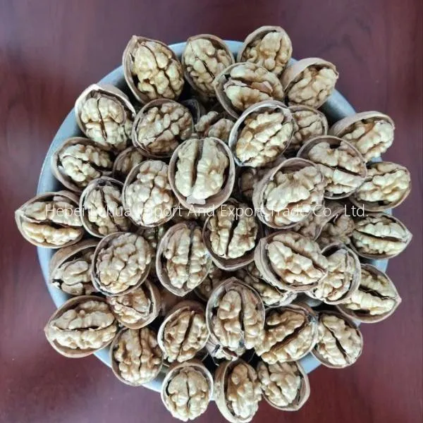 Buy Bulk Walnuts in Shell: Fresh, Premium & Wholesale for Sale