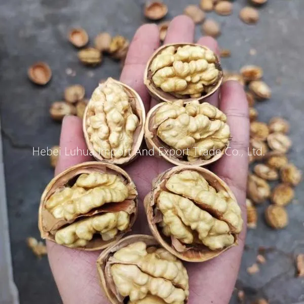 Buy Bulk Walnuts in Shell: Fresh, Premium & Wholesale for Sale