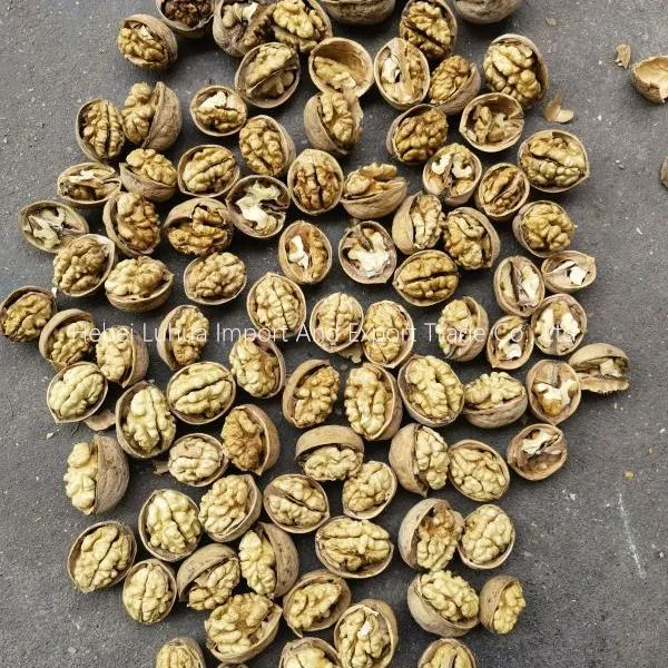 Buy Bulk Walnuts in Shell: Fresh, Premium & Wholesale for Sale