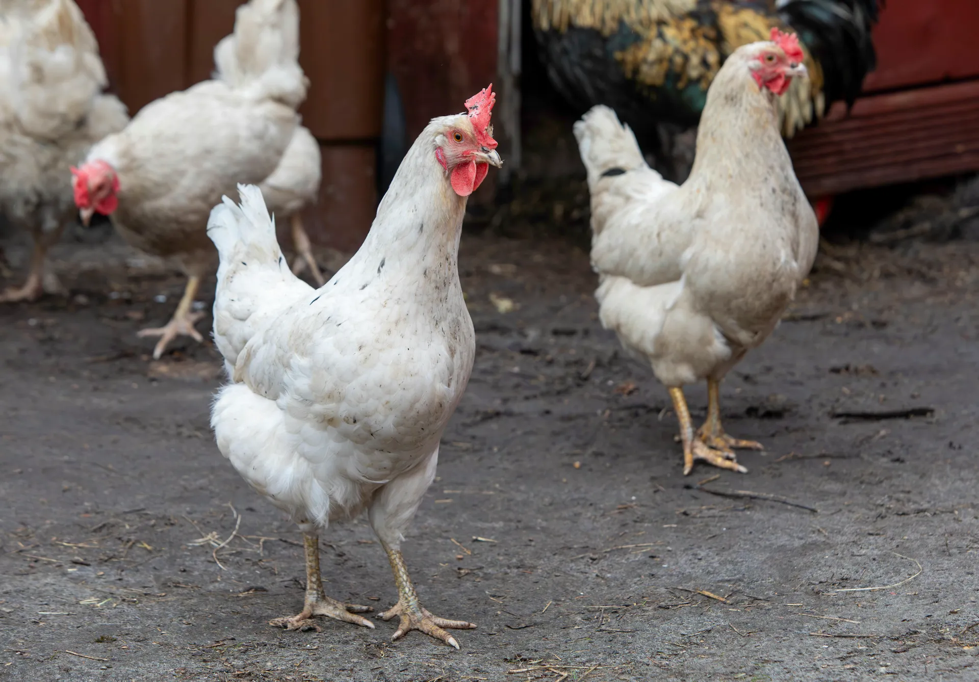 Guanidineacetic Acid