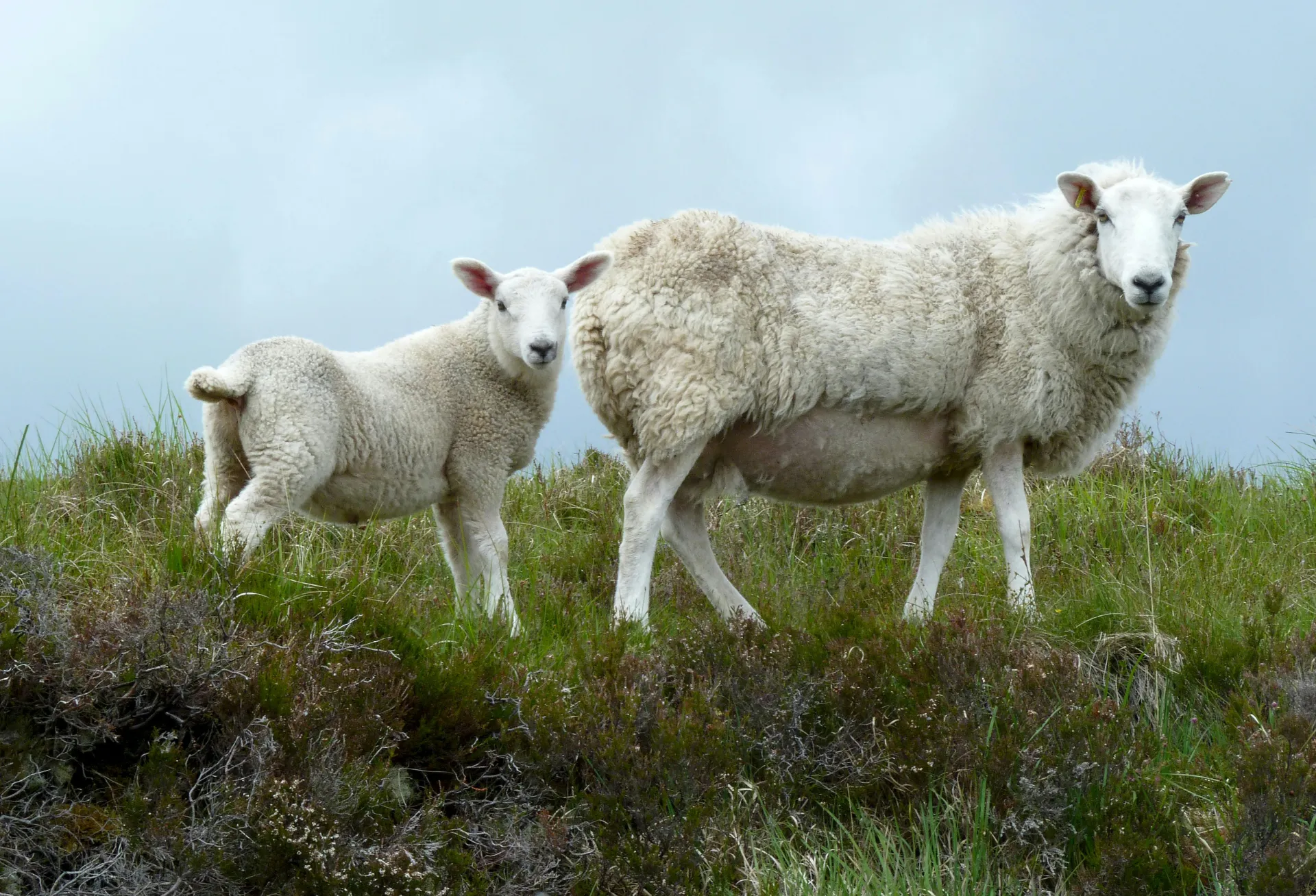 Guanidineacetic Acid