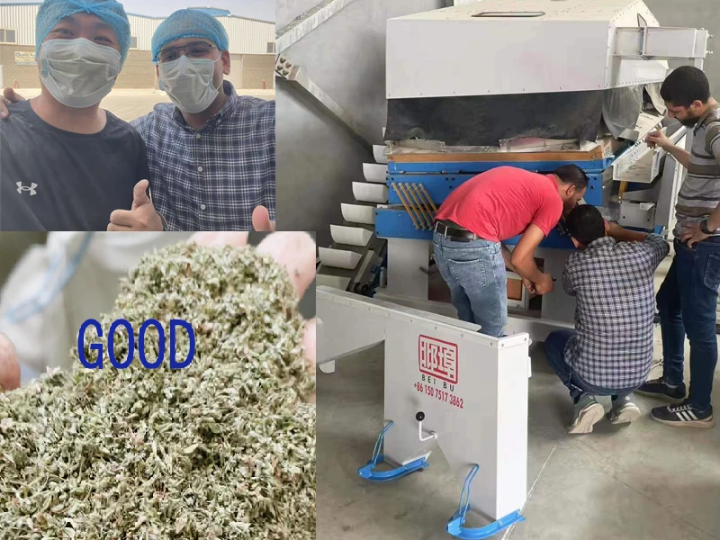 BEIBU's Trip to Egypt: Expanding Horizons in Grain and Herbs Cleaning Technology